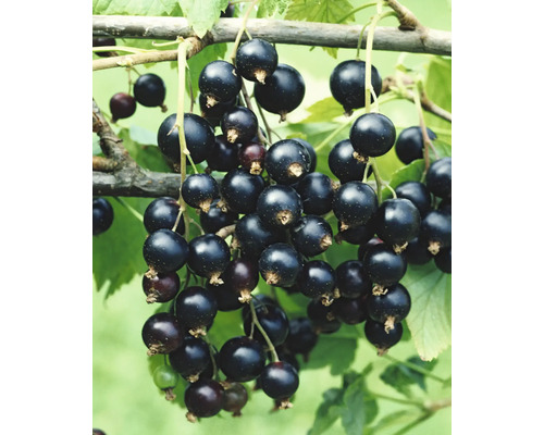 Bio Schwarze Johannisbeere Hochstamm FloraSelf Bio Ribes nigrum 'Rosenthals' H ca. 140 cm Co 5 L