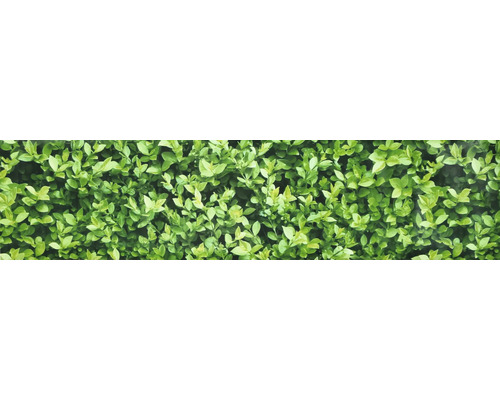 Nahaufnahme einer grünen Hecke.