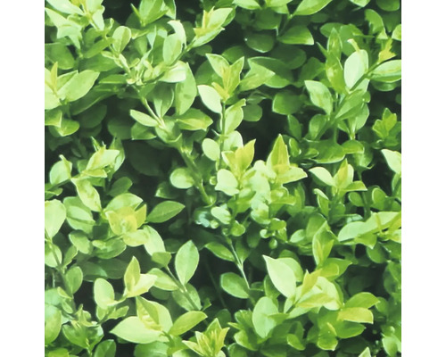 Nahaufnahme einer Hecke mit grünen Blättern.