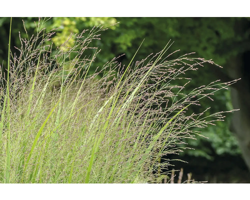Pfeifengras im Garten