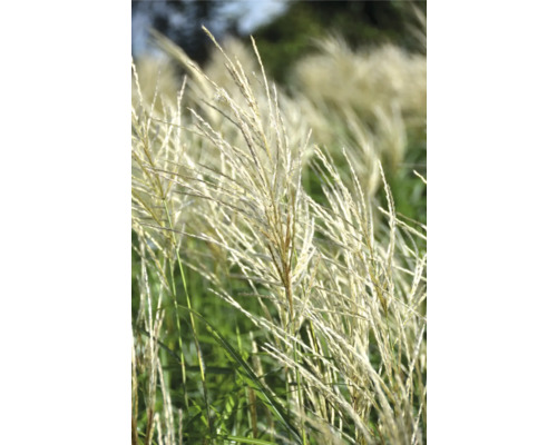 Chinaschilf im Detail