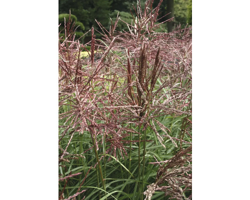 Chinaschilf mit Blütenständen im Garten