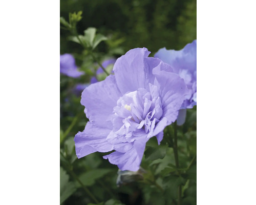 Garteneibisch FloraSelf Hibiscus syriacus 'Blue Chiffon' Co 15 L halbgefüllte Blüten