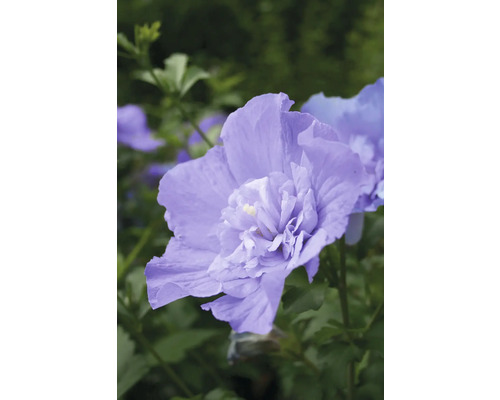 Garteneibisch FloraSelf Hibiscus syriacus 'Blue Chiffon' Co 15 L halbgefüllte Blüten Nahaufnahme einer einzelnen, hellen Hibiskusblüte