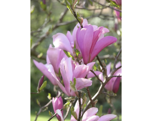 Purpur-Magnolie 'Susan' XXL Floraself Magnolia liliiflora 'Susan' H 100-125 cm