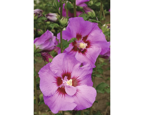 Garteneiibisch FloraSelf Hibiscus syriacus Tahiti Co 15 L halbgefüllte Blüten Nahaufnahme von lila Hibiskusblüten