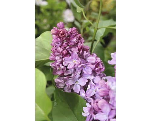 Edelflieder FloraSelf Syringa vulgaris Prince Wolkonsky H 60-80 cm Co 3 L gefüllte, duftende Blüte