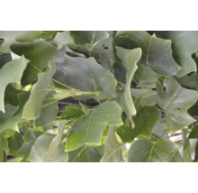 Tulpenbaum FloraSelf Liriodendron tulipifera H 175-200 cm Co 18 L