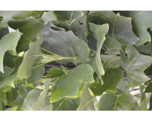 Nahaufnahme von Blättern eines Tulpenbaums