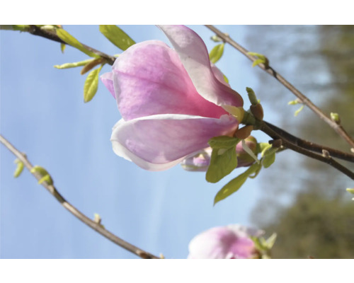 Tulpen-Magnolie 'Rustica Rubra' XXL FloraSelf Magnolia x soulangiana 'Rustica Rubra' H 100-125 cm Co 18 L