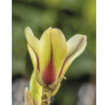 Gelbe Magnolie FloraSelf Magnolia 'Sunsation' H 100-125 cm Co 10 L