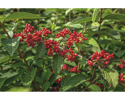 Blühender Strauch mit roten Beeren und grünen Blättern