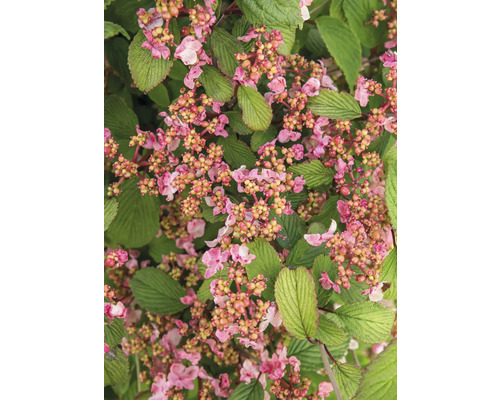 Nahaufnahme eines Viburnum-Strauchs mit Blüten und Blättern