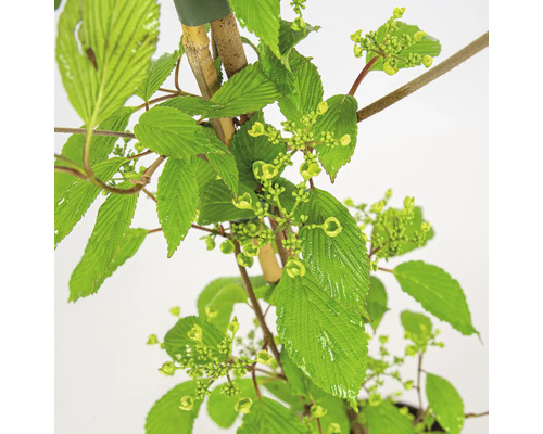 Viburnum Pflanzenbild mit Blättern und Knospen.