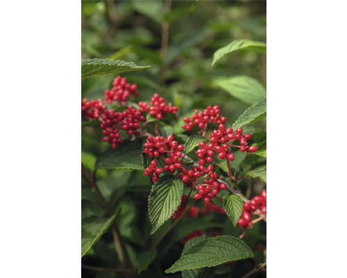 Nahaufnahme des Roten Hartriegels mit Blättern und Beeren