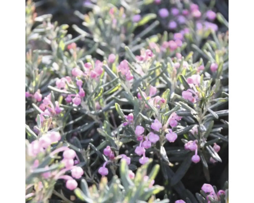 Detailaufnahme einer Andenpolster-Pflanze mit rosa Blüten