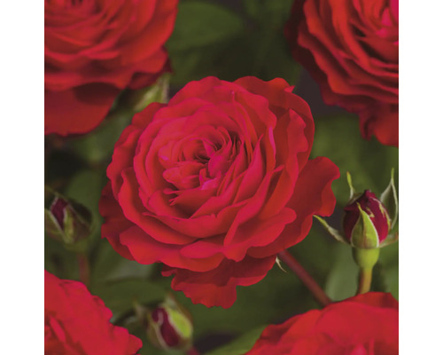 Edelrose 'Störtebeker' FloraSelf Rosa 'Störtebeker' Co 3 L gefüllte Blüten