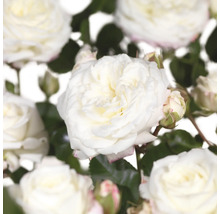 Nahaufnahme von weißen Rosenblüten.