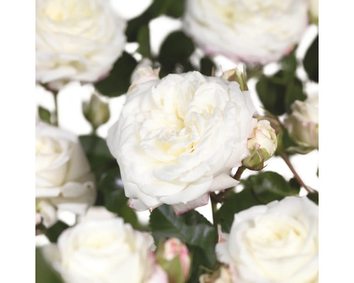 Beetrose 'Alabaster' Stammhöhe 60 cm FloraSelf Rosa x Hybride 'Alabaster' Co 6,5 L gefüllte Blüten