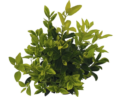 Japanischer Spindelstrauch FloraSelf Euonymus jap. 'Siebe' H 40-50 cm Co 2 L buschig Immergrüner Spindelstrauch mit Blättern