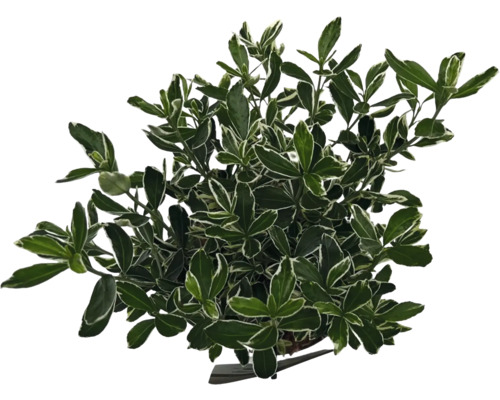 Kleinblättrige Japanspindel 'Susan' FloraSelf Euonymus japonicus 'Susan' H 40-50 cm Co 2 L