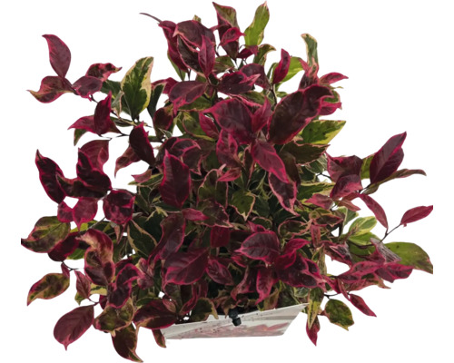 Topf mit Zimmerpflanze mit mehrfarbigen Blättern