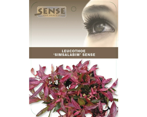 Leucothoe ''Simsalabim'' Sense Pflanze