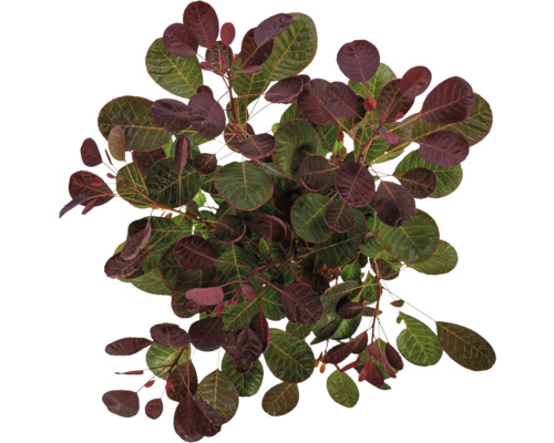 Perückenstrauch mit grünen und roten Blättern von oben