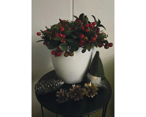 Weihnachtliche Dekoration mit Beeren, Tannenzapfen und einem Wichtel auf einem Tisch.