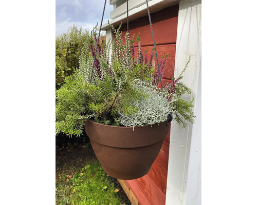 Hängeampel mit Heidekraut und grünen Pflanzen