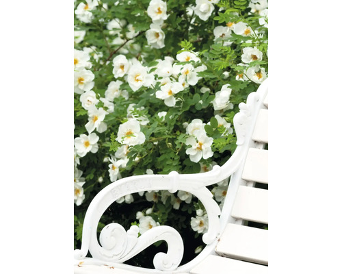 Gartenbank aus Metall mit weißer Rose im Hintergrund