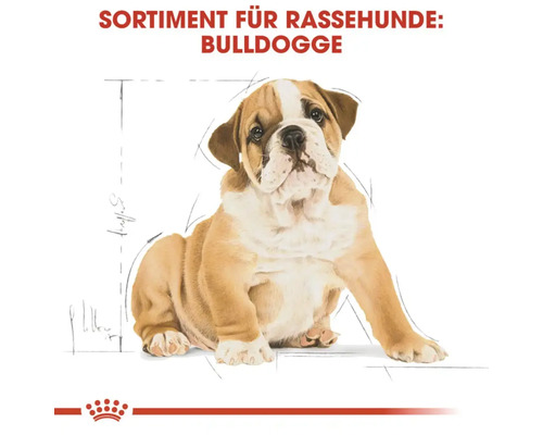 Bulldogge für Rassehunde