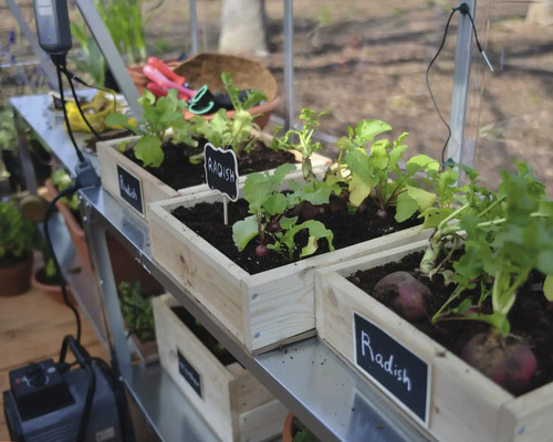 Anzucht von Radieschen in Holzkästen im Gewächshaus.