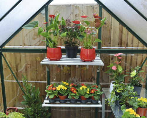 Gewächshaus-Interieur mit Regalen und verschiedenen Topfpflanzen