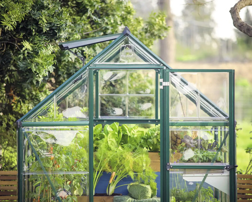 Gewächshaus mit geöffneter Tür und Pflanzen darin.