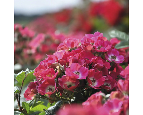 Nahaufnahme einer Gruppe rosa Rosenblüten mit grünen Blättern.