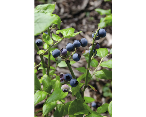 Bio Heidelbeere FloraSelf Bio Vaccinium Corymbosum 'Brigitta Blue‘® T 13 cm