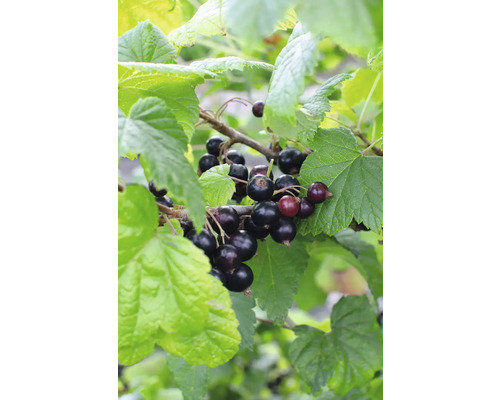 Bio Schwarze Johannisbeere FloraSelf Bio Ribes nigrum 'Ben Nevis' H 30-40 cm T 13 cm Schwarze Johannisbeeren am Strauch mit Blättern