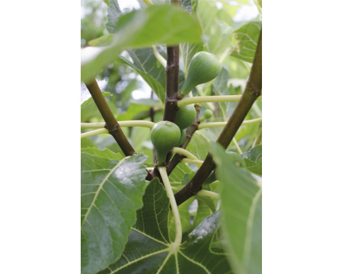 Bio Feigenbaum FloraSelf Bio Ficus carica 'Gustissimo Perretta' T 13 cm früh reifend, selbstfruchtend