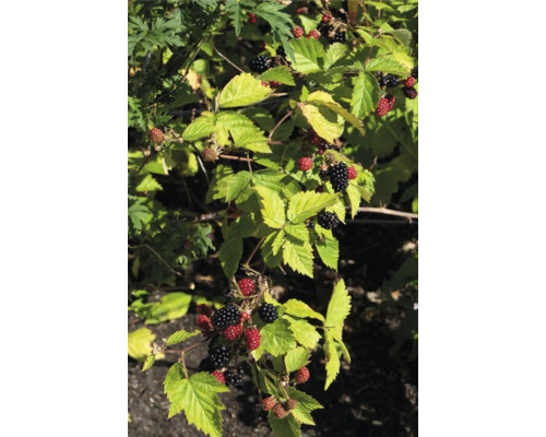 Bio Brombeere FloraSelf Bio Rubus fruticosus 'Black Satin' T 13 cm, dornenlos