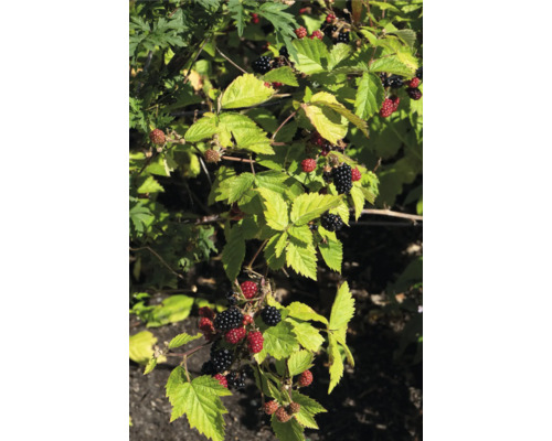 Bio Brombeere FloraSelf Bio Rubus fruticosus 'Black Satin' T 13 cm, dornenlos Brombeerstrauch mit reifen und unreifen Früchten