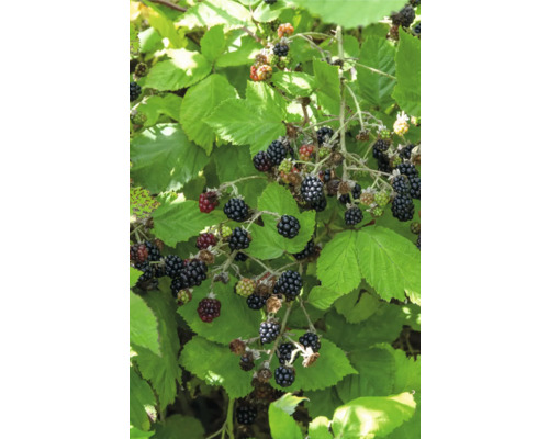 Brombeerstrauch mit reifen und unreifen Beeren