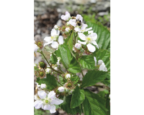 Brombeerstrauch mit weißen Blüten und einer Hummel