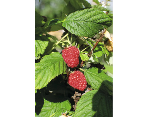 Bio Sommer-Himbeere FloraSelf Bio Rubus idaeus 'Malling Promise' T 13 cm