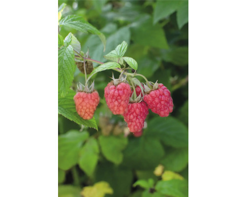 Bio Himbeere FloraSelf Bio Rubus idaeus Twotimer ‚Sugana Red’® T 13 cm, doppelte Ernte