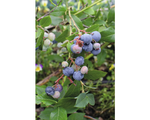 Bio Heidelbeere FloraSelf Bio Vaccinium Corymbosum ‚Little Blue Wonder‘ T 13 cm