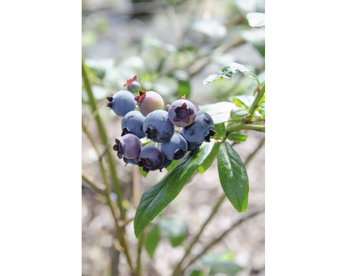 Bio frühe Heidelbeere FloraSelf Bio Vaccinium corymbosum 'Duke' H ca. 40 cm Co 3 L Nahaufnahme eines Blaubeerstrauchs mit reifen Früchten und grünen Blättern