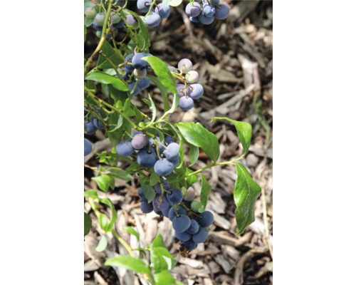 Bio Heidelbeere FloraSelf Bio Vaccinium Corymbosum ‚Blue Dessert’® T 13 cm