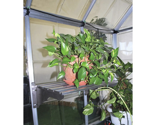 Pflanze in einem Gewächshaus auf einem Regal
