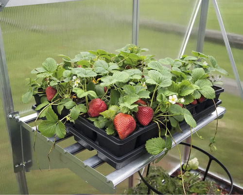 Erdbeerpflanzen auf Regalen im Gewächshaus.